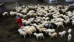 Küçükbaş Hayvancılıkta Üreticiye 1,2 Milyon TL Kredi Desteği! Başvuru Şartları ve Detaylar Açıklandı - Ülkücü Haber