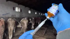 Türkiye’nin Şap Hastalığı SAT-2 Başarısı Dünyada Gündem Oldu: 37 Günde Yerli Aşı, %70 Salgın Azalması!